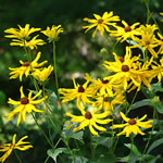 Rudbeckia subtomentosa 